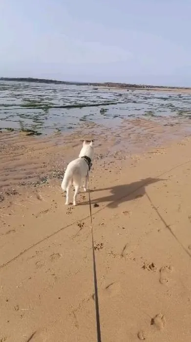 L'auberge canine