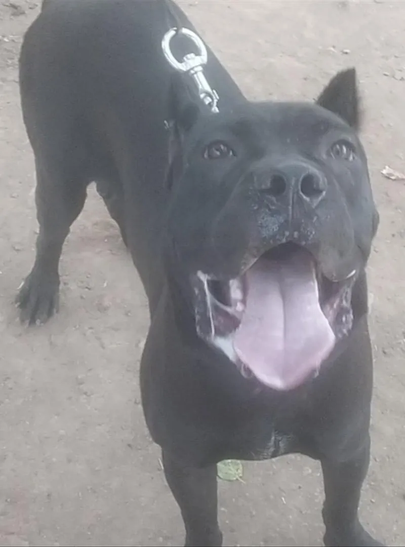 Mâle Cane Corso Gabari 1 an