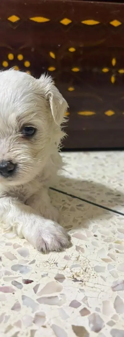 🐶 Bichon maltais nain. Bichon havanais