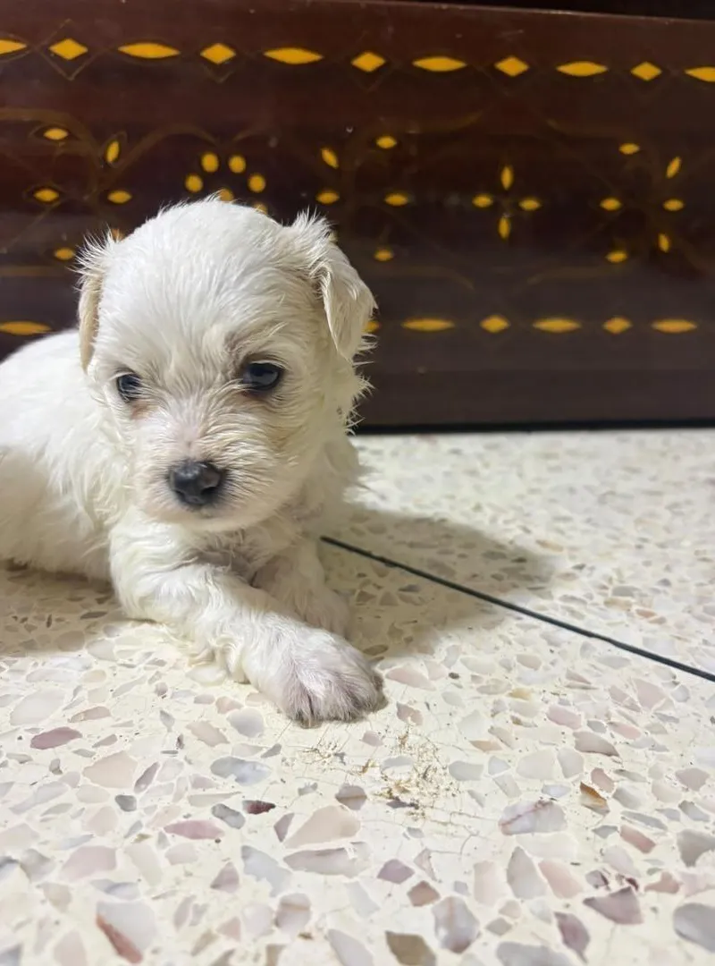 🐶 Bichon maltais nain. Bichon havanais