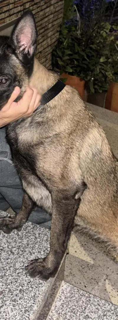 Femelle Malinois charbonnée - Taille standard