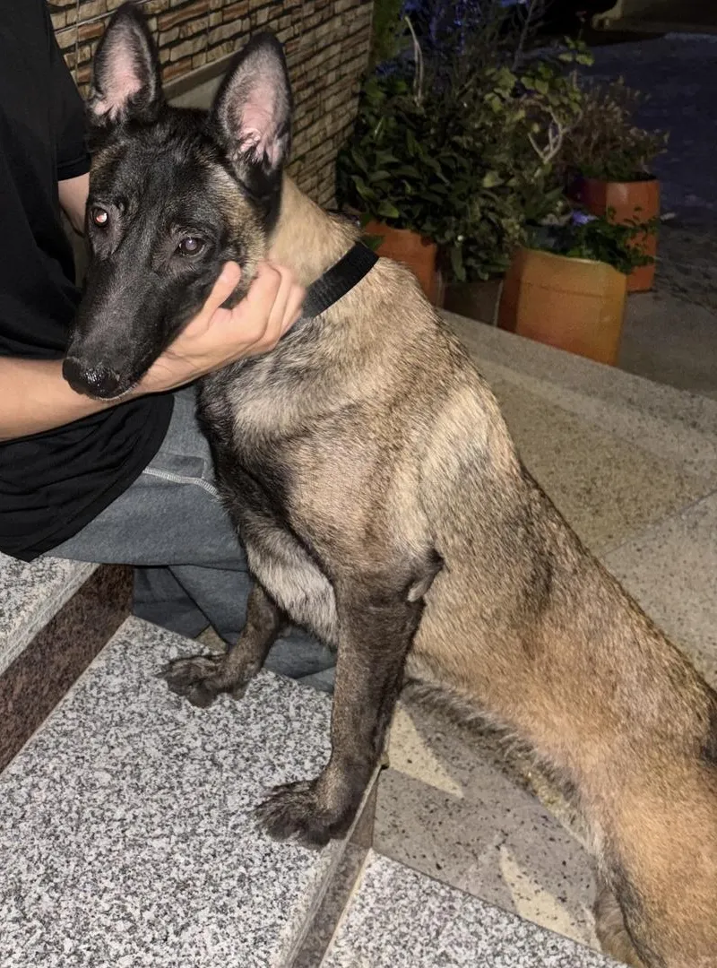 Femelle Malinois charbonnée - Taille standard
