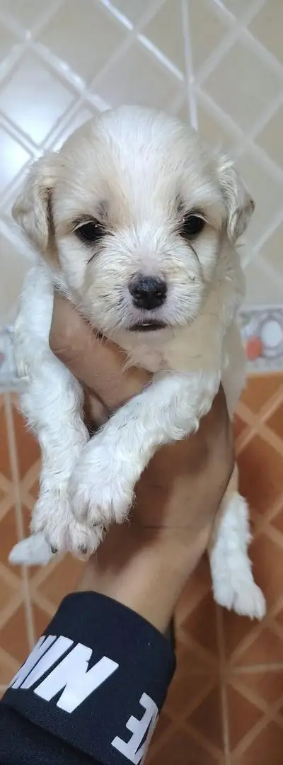 Bichon havanais