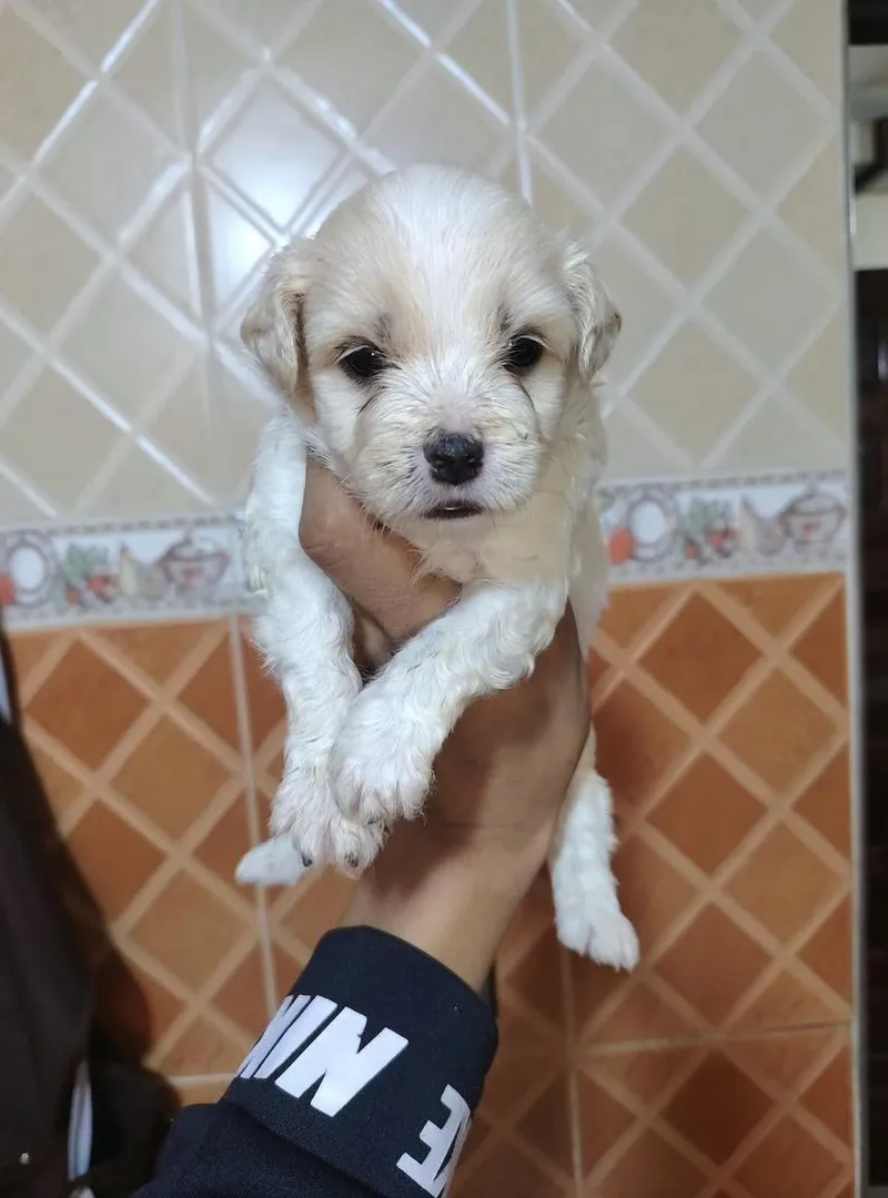 Bichon havanais