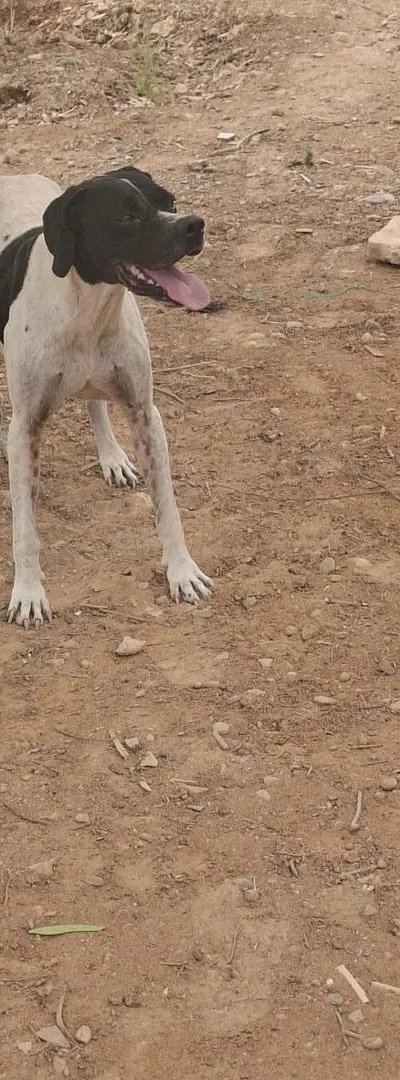 Chien Pointer