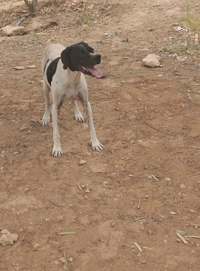 Chien Pointer