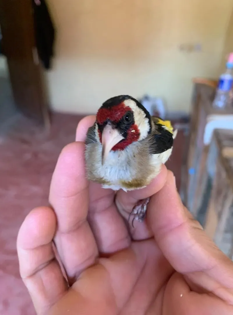 Chardonnerets mâles et femelles / طائر الحسون
