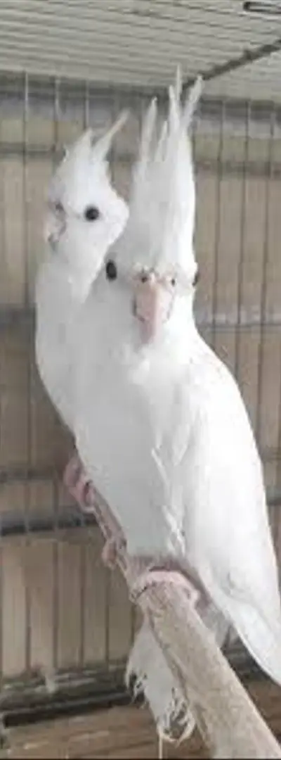 Couple Albino Klopsit Top