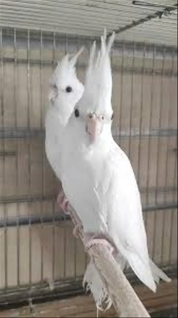 Couple Albino Klopsit Top