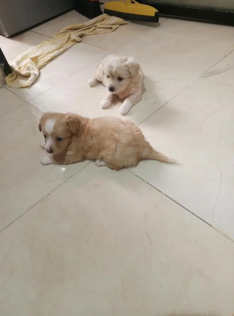 Caniche femelle