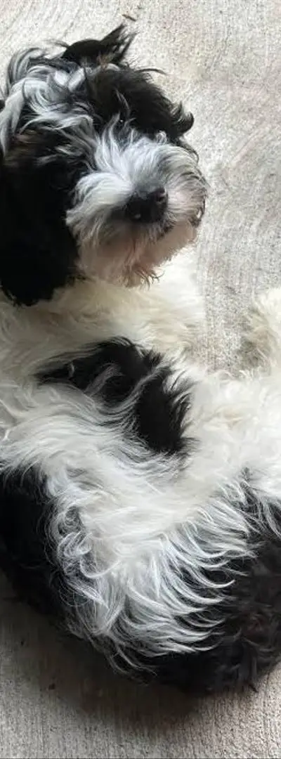 Femelle caniche havanaise 12 mois