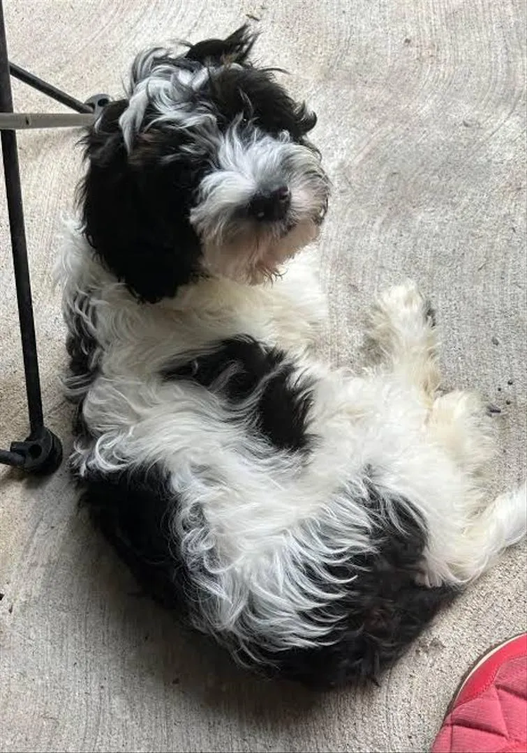 Femelle caniche havanaise 12 mois