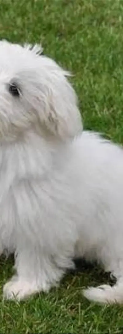 Femelle bichon maltais blanc