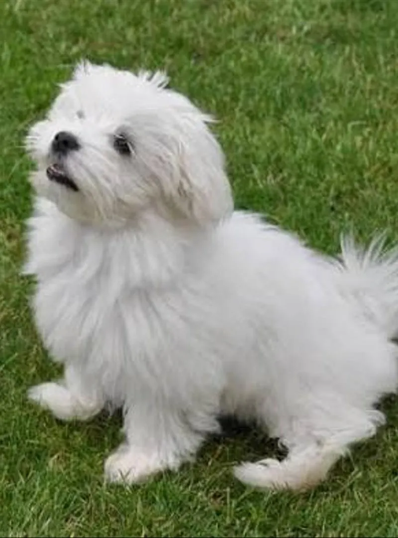 Femelle bichon maltais blanc