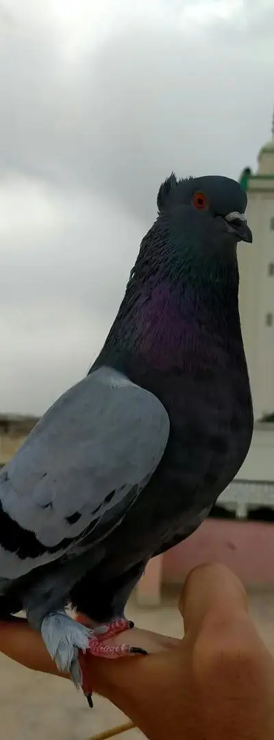 Pigeons en bonne santé