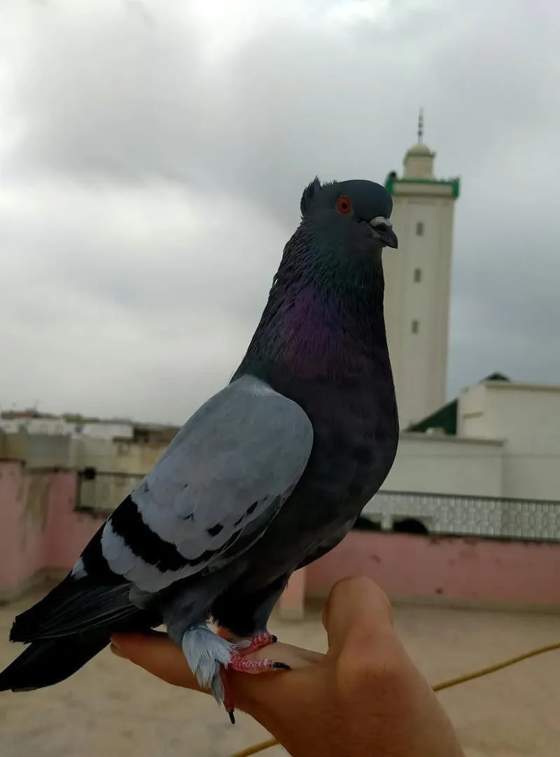 Pigeons en bonne santé
