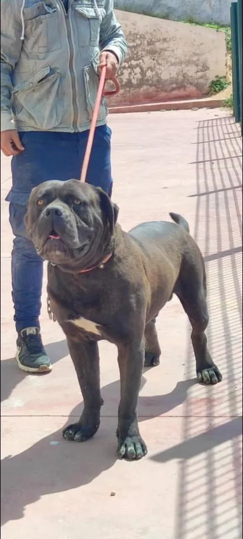 Cane Corso