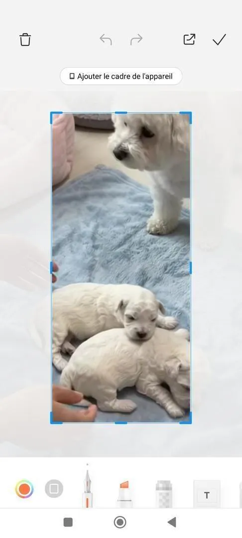 Bichon Maltais pure race 60