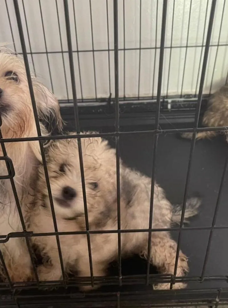 Bichon Havanais pure race