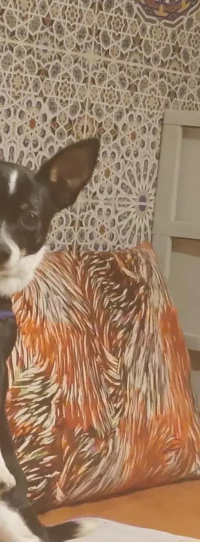 Chihuahua mâle bien dressé à vendre. Bienvenue à ceux qui le veulent.