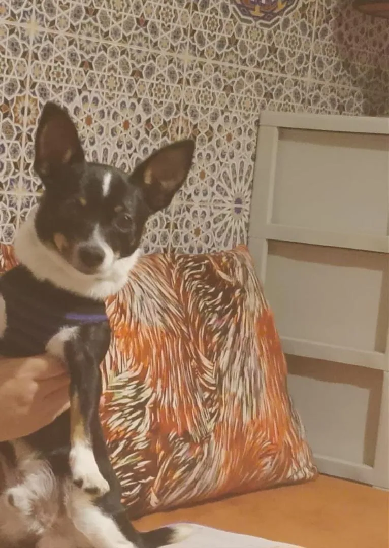 Chihuahua mâle bien dressé à vendre. Bienvenue à ceux qui le veulent.