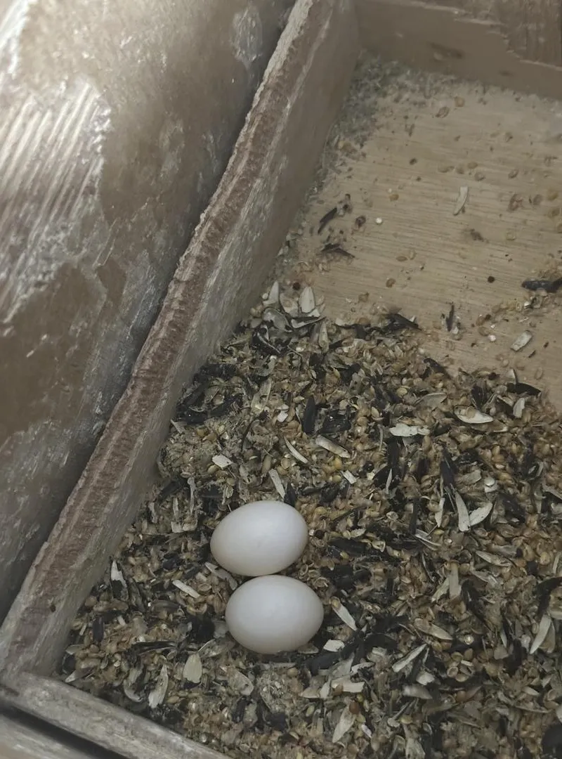 Oiseaux Cockatiel mâle et femelle avec cage