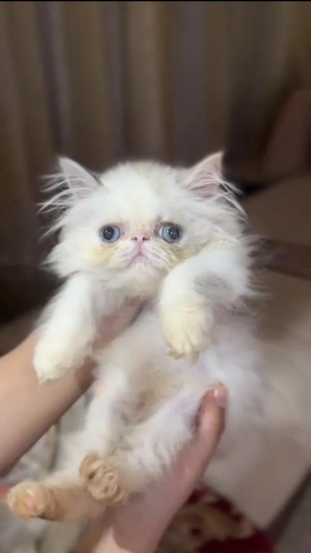 Chat Persan