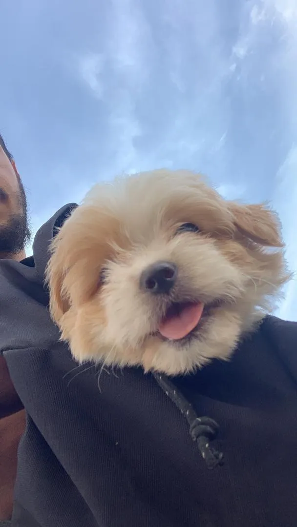 Femelle bichon de 45j