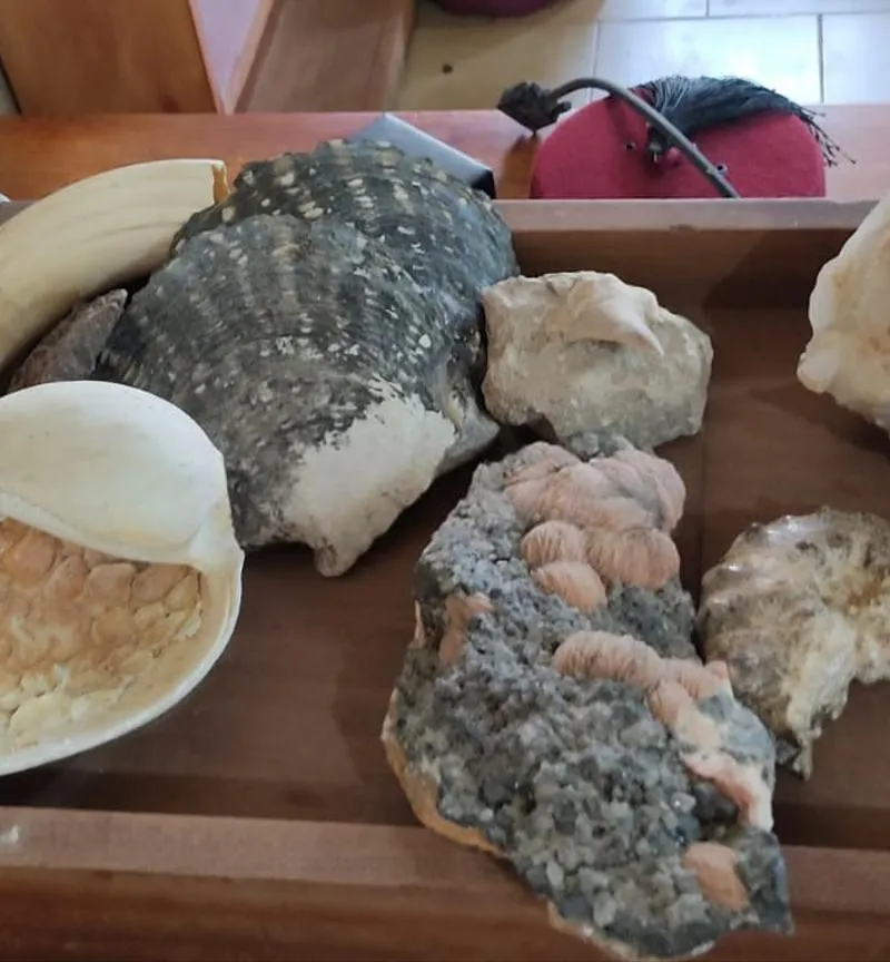 fossiles à vendre