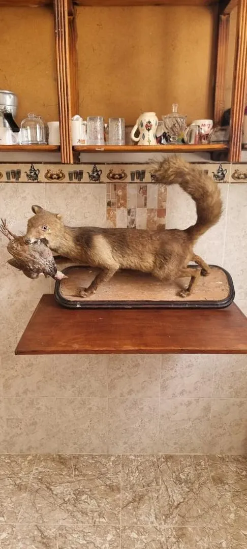 Animaux et oiseaux empaillés pour les amateurs de luxe et d'exclusivité