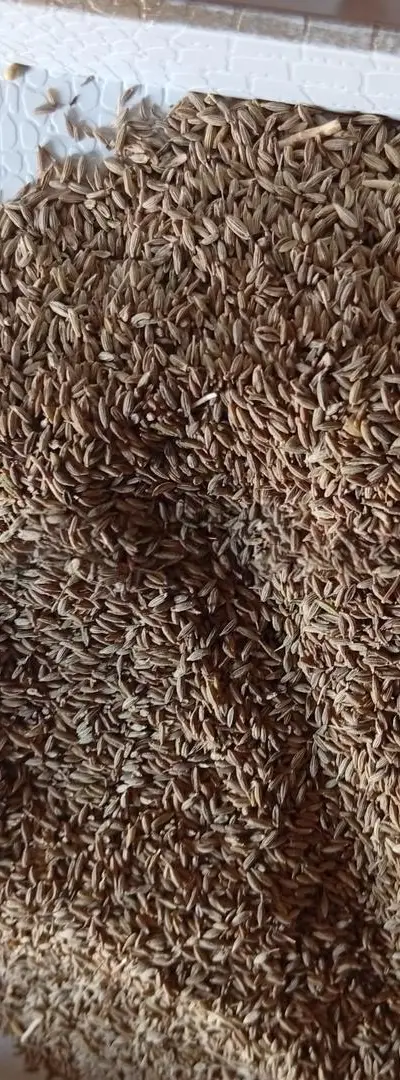 Vente en gros de cumin local pur, prix raisonnable