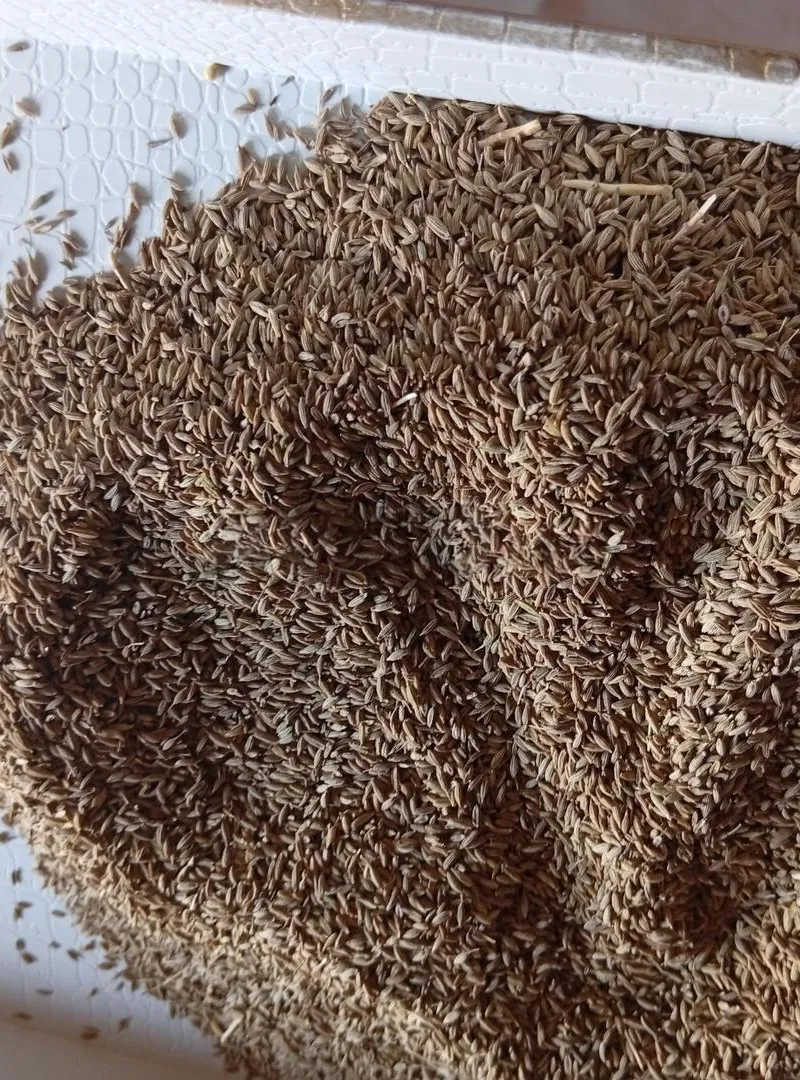 Vente en gros de cumin local pur, prix raisonnable