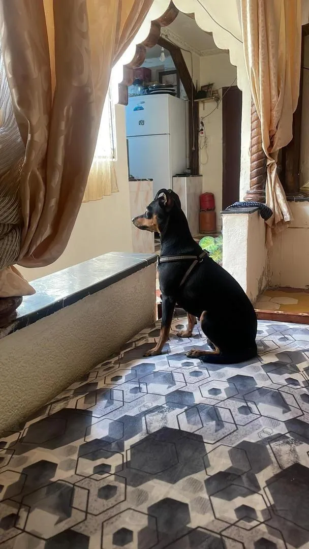 Pinscher Noir - Mâle / Femelle - Marrakech
