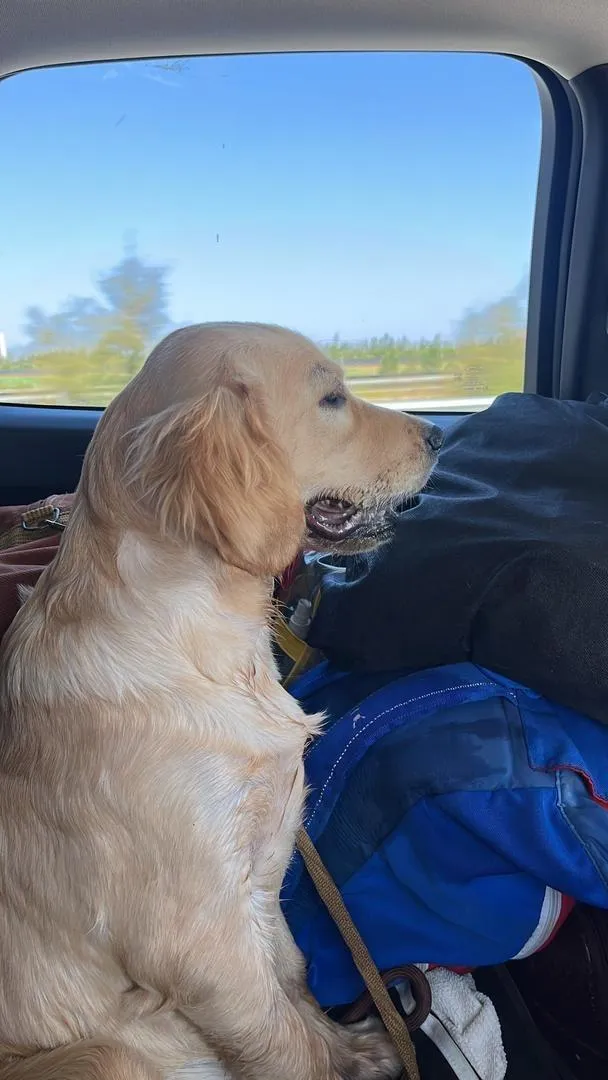Chienne golden retriever femelle en chaleur