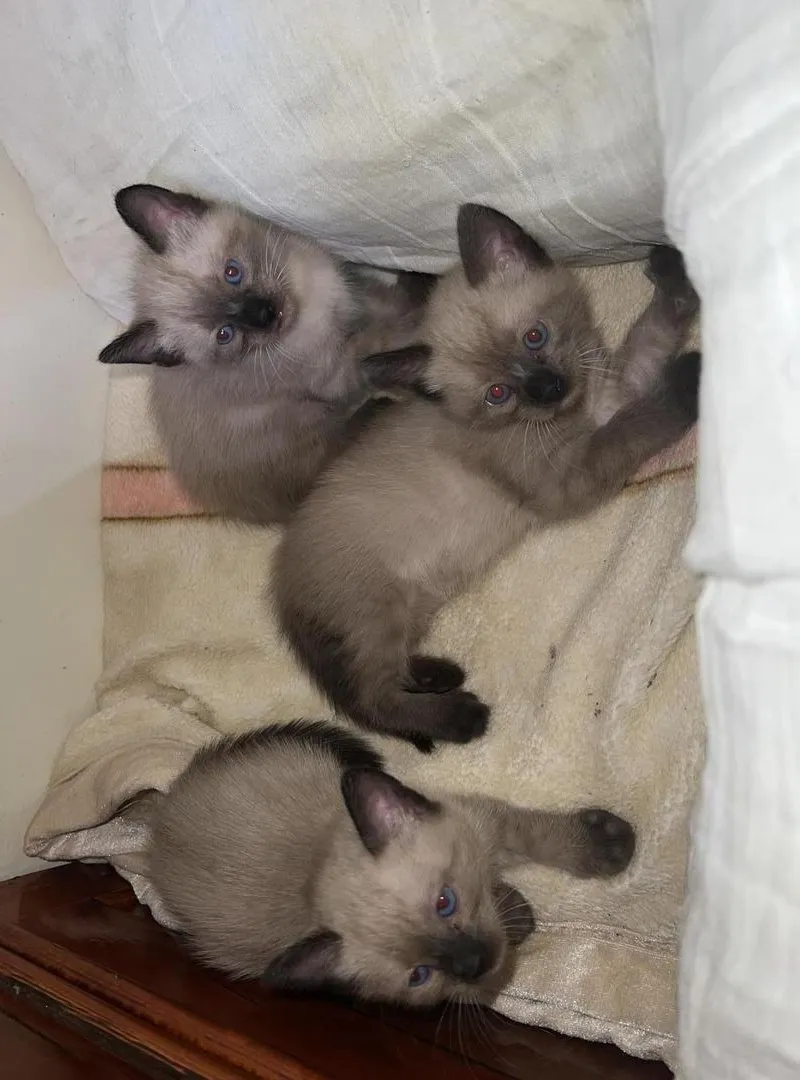 Chats siamois
