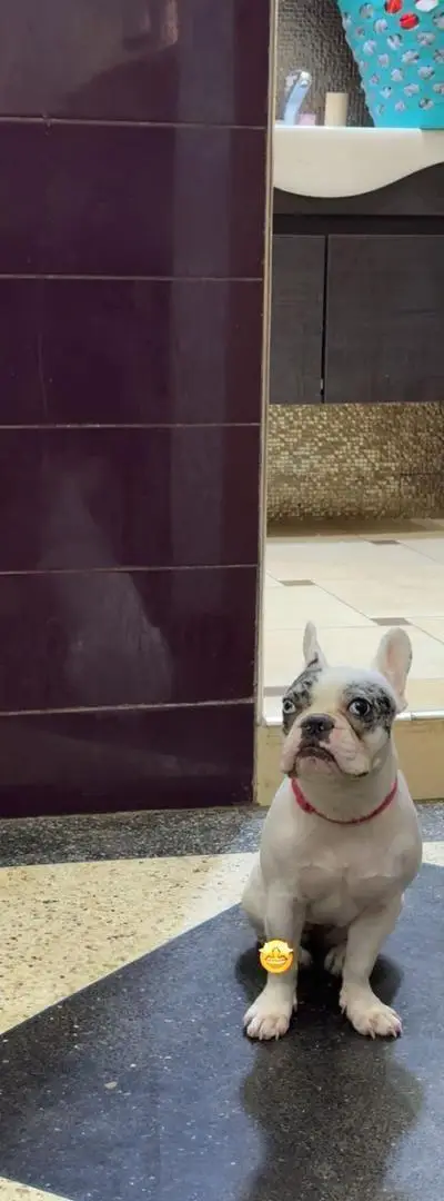 Bouledogue Français femelle 7 mois