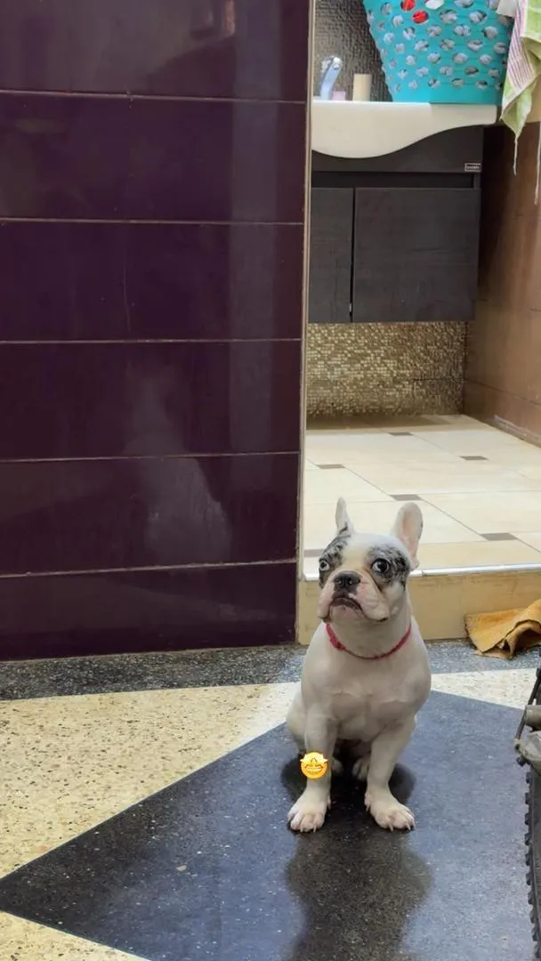 Bouledogue Français femelle 7 mois