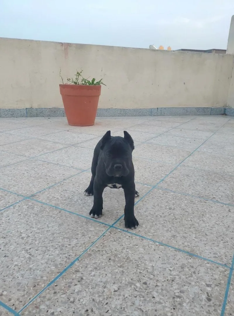 Cane Corso femelle 2 mois pedigree