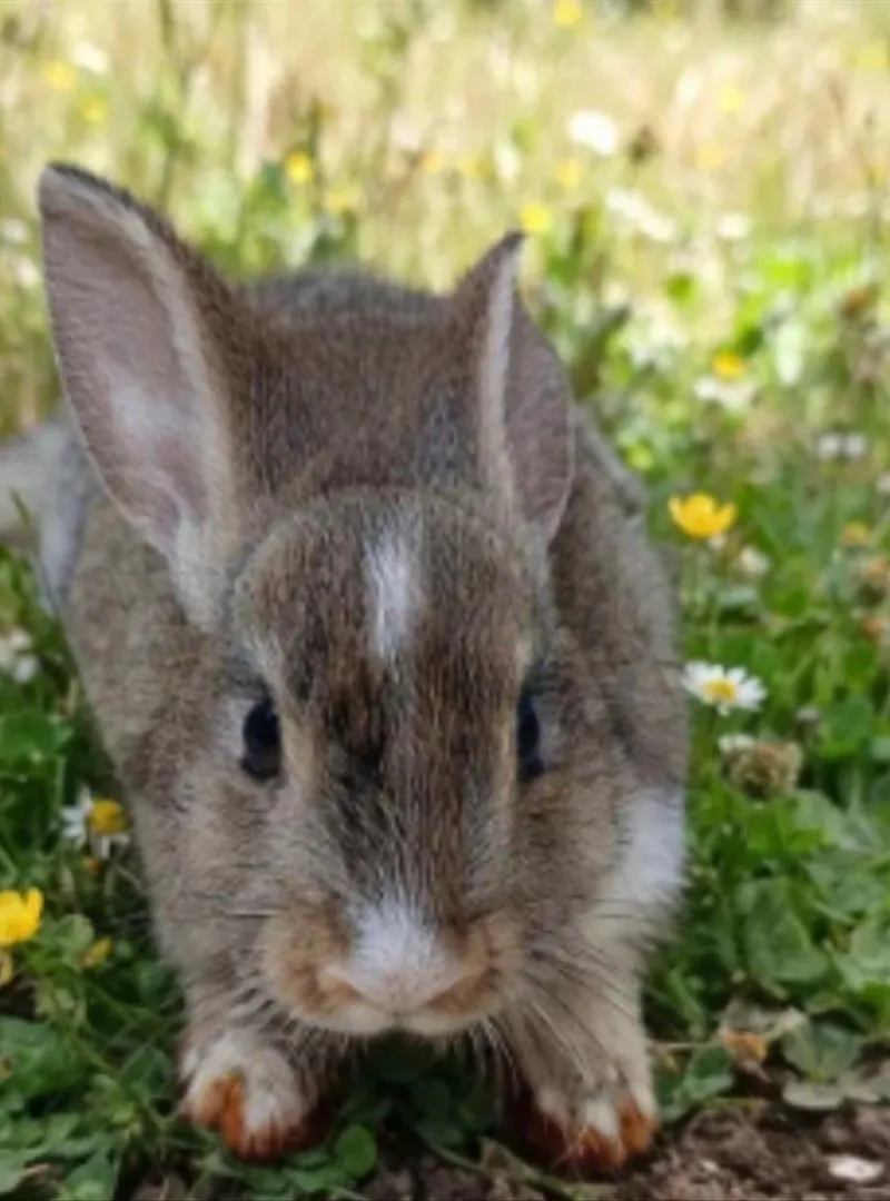 Petits lapins locaux