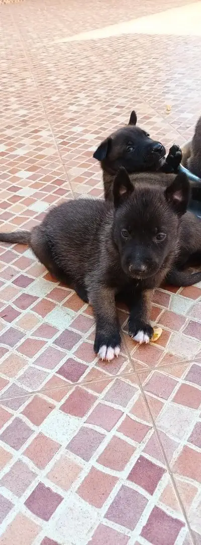 Chiots Malinois Charbonnés