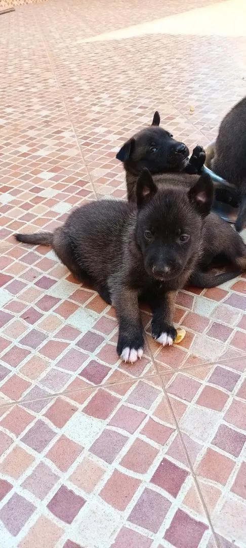 Chiots Malinois Charbonnés