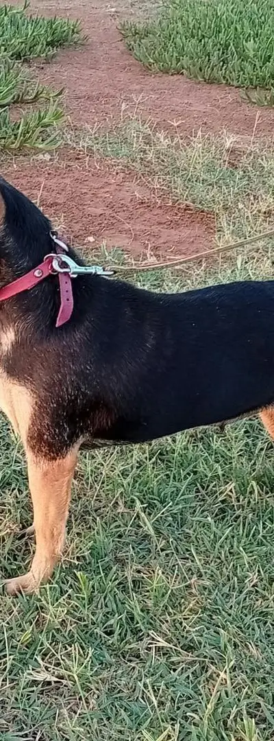 Une chienne chihuahua