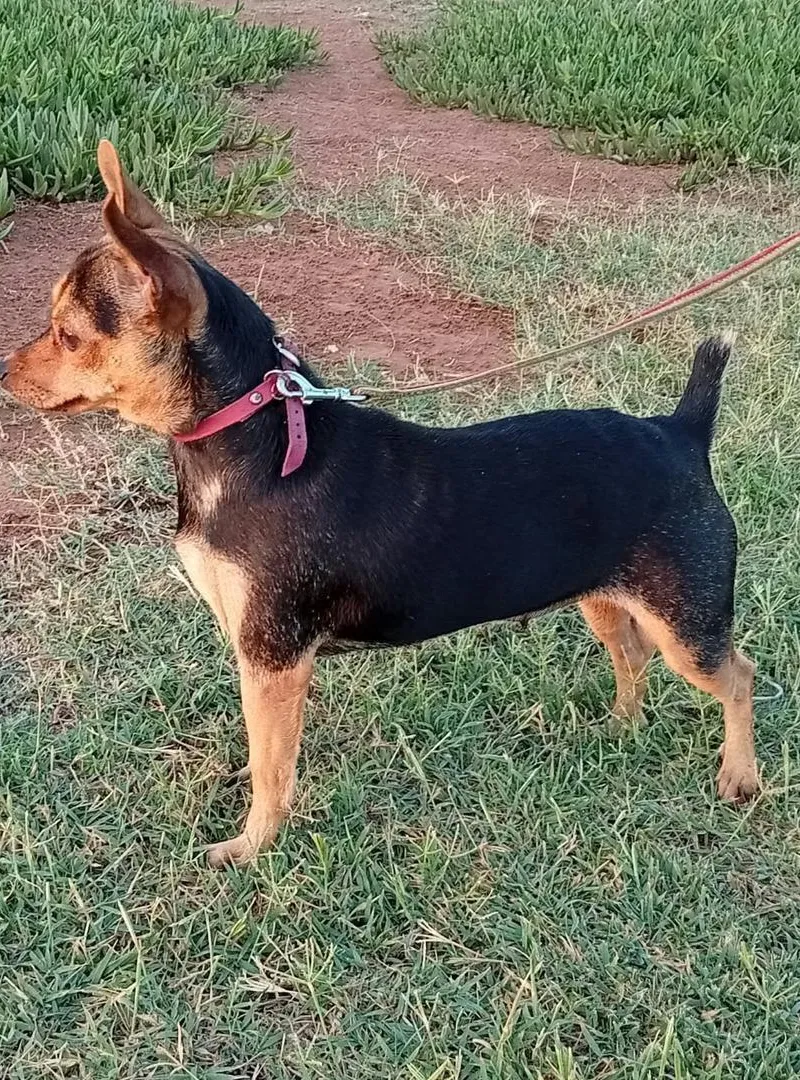 Une chienne chihuahua