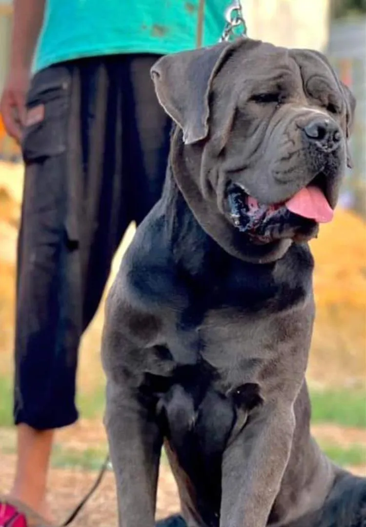 Cane Corso