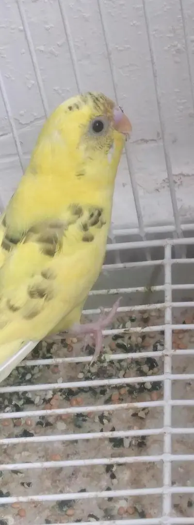Oiseaux d'ornement perruches
