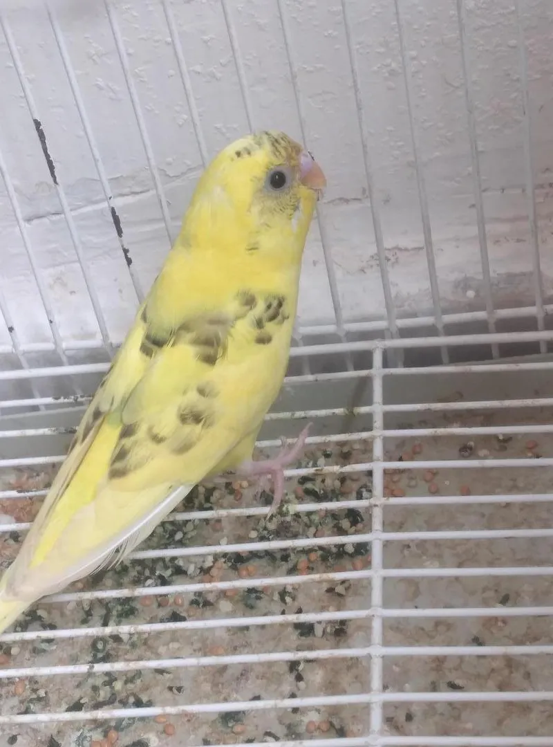 Oiseaux d'ornement perruches