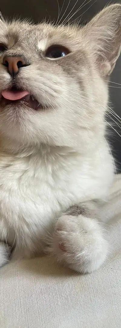 Mimi chatte femelle beige et blanche