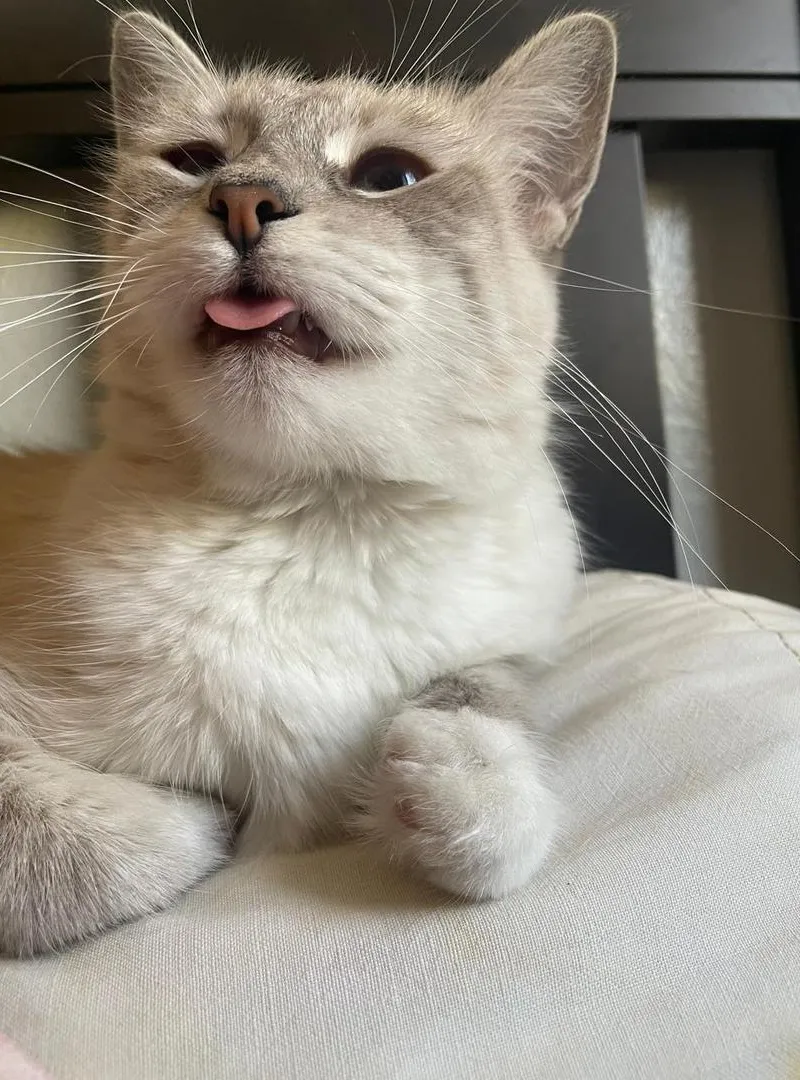 Mimi chatte femelle beige et blanche