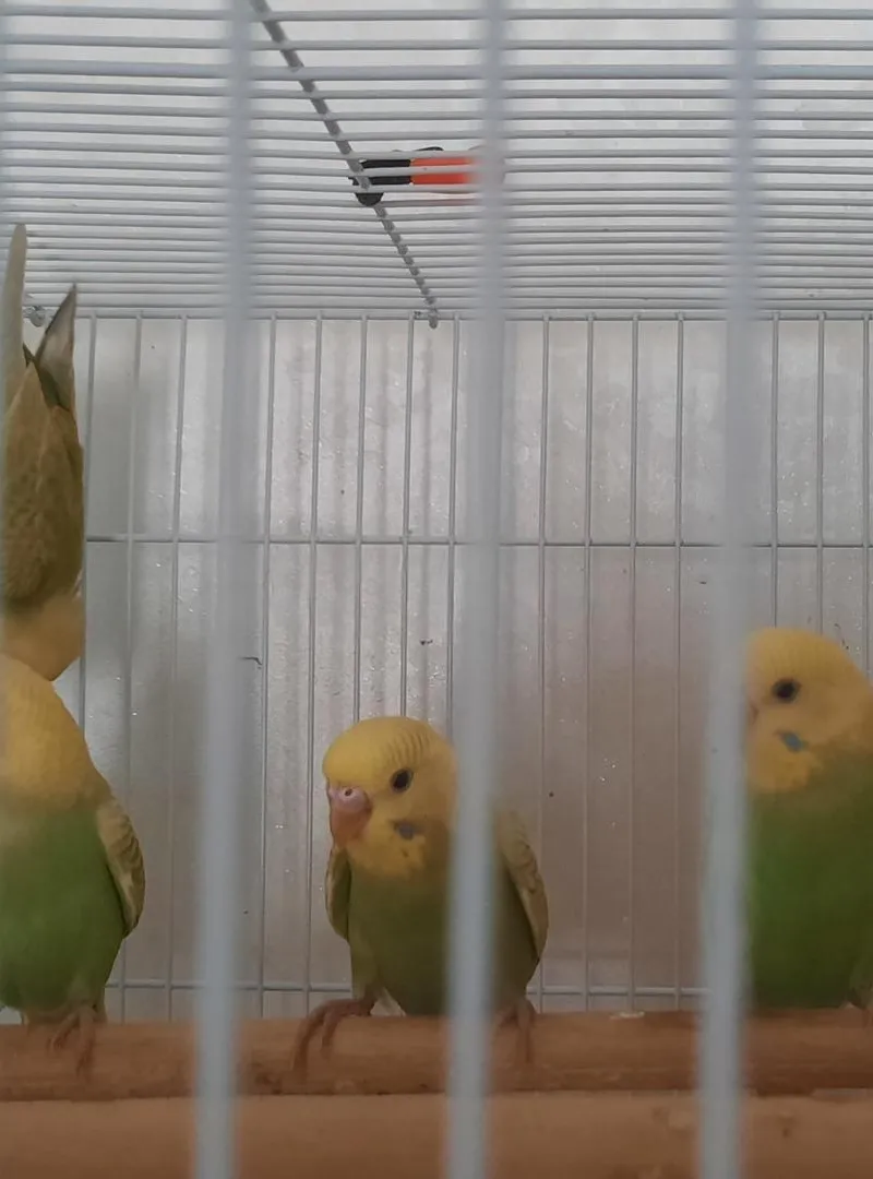 5 Perruches 🦜