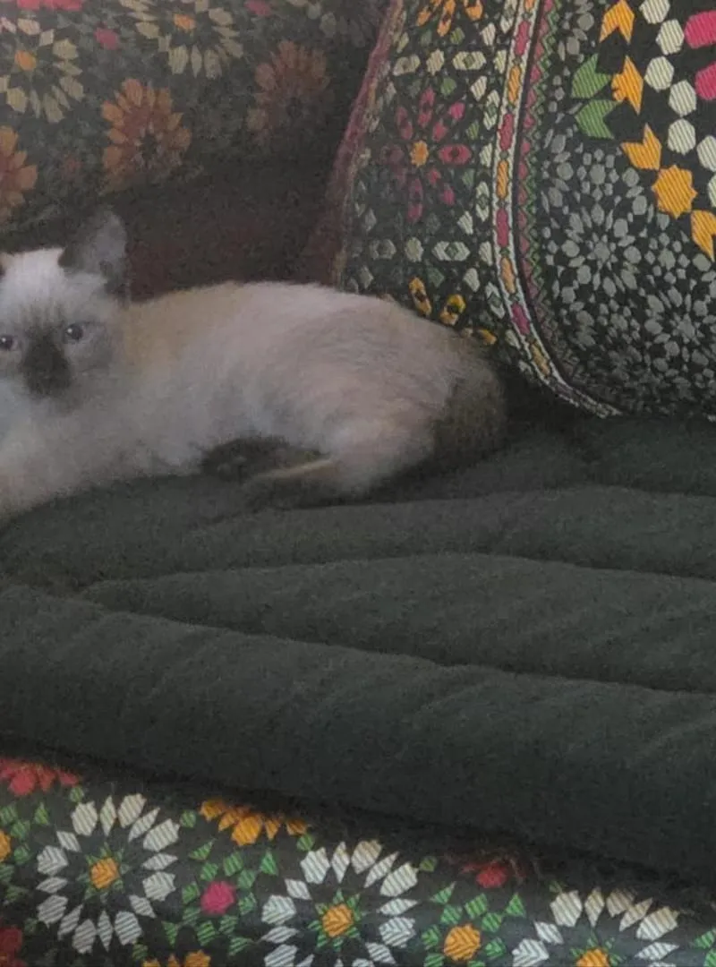Chat siamois